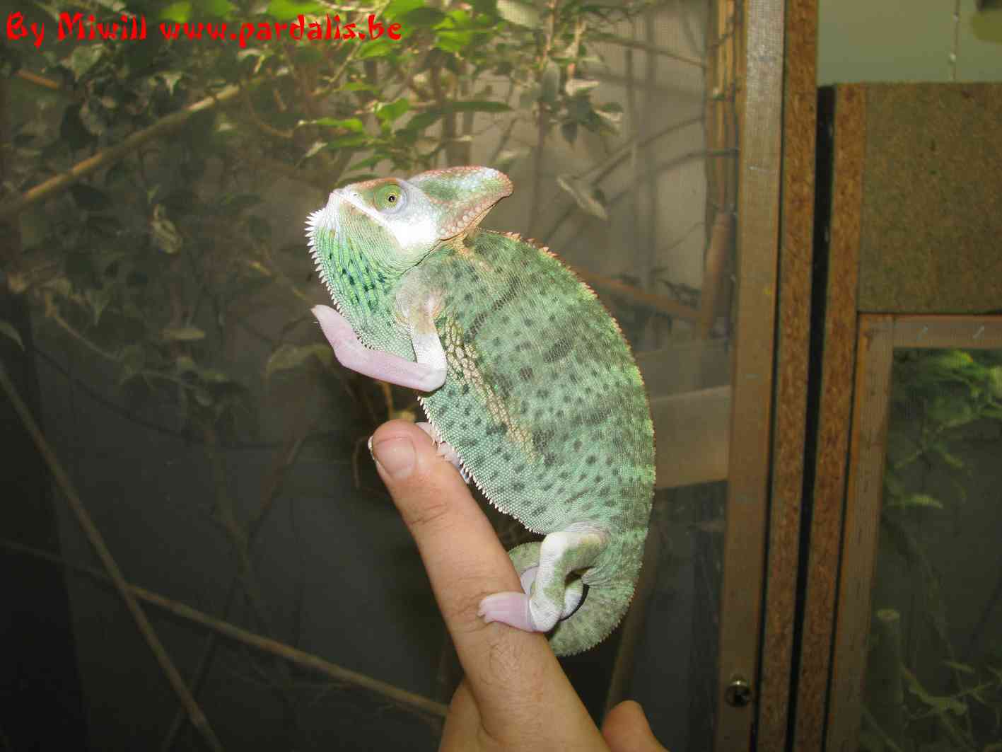 Calyptratus transbald