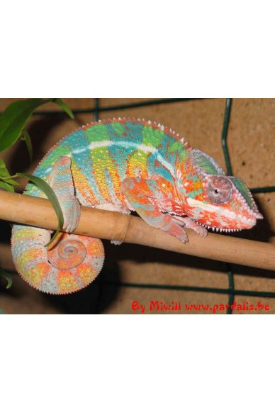 Furcifer Pardalis Ambilobe Furcifer Pardalis Ambilobe