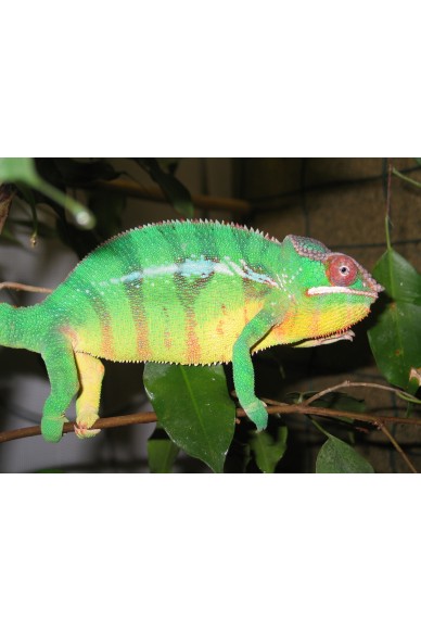 Furcifer Pardalis Nosy mitsio