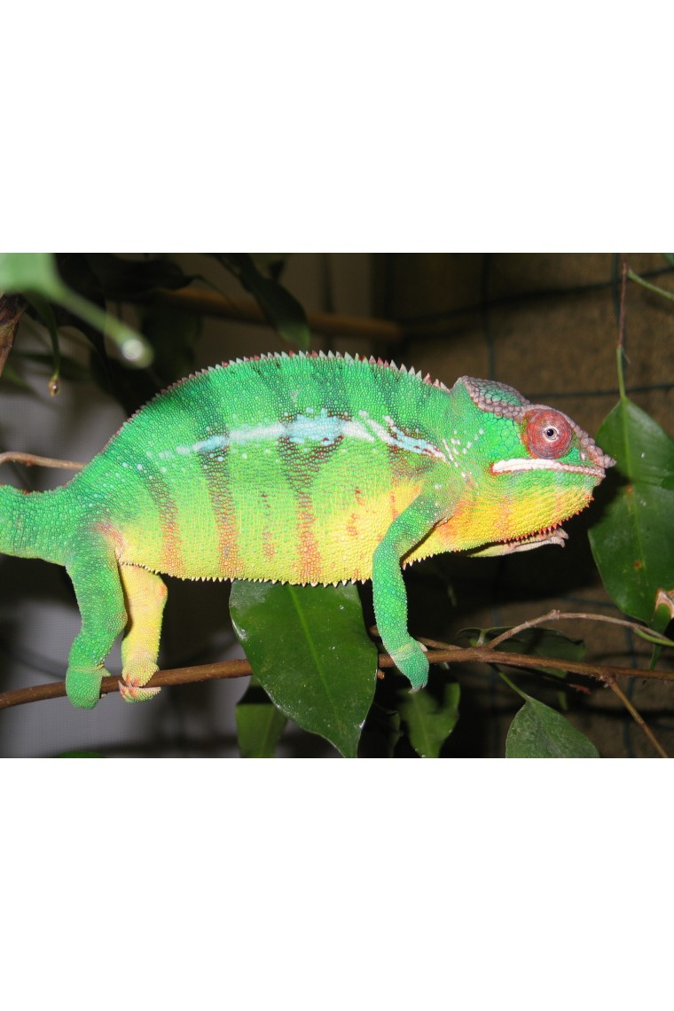 Furcifer Pardalis Nosy mitsio