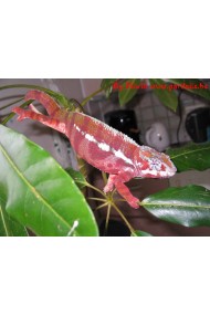 FURCIFER PARDALIS TAMATAVE