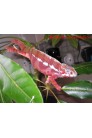 FURCIFER PARDALIS TAMATAVE