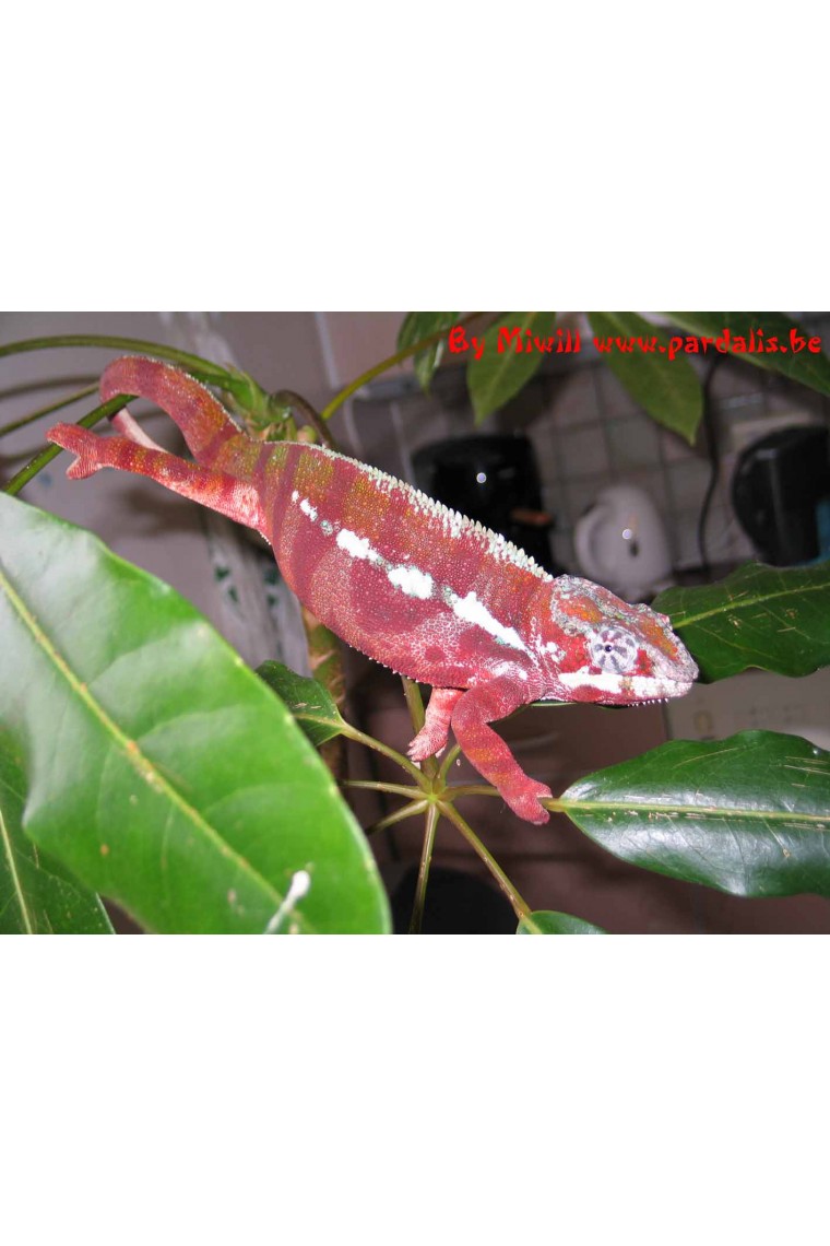 FURCIFER PARDALIS TAMATAVE