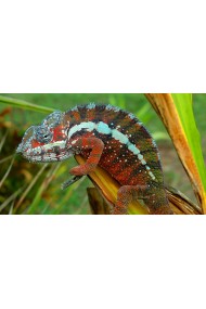 Furcifer Pardalis Antalaha