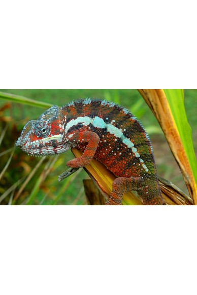 Furcifer Pardalis Antalaha