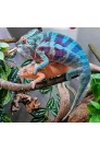 Furcifer Pardalis Djangoa