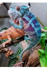 Furcifer Pardalis Djangoa