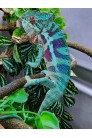 Furcifer Pardalis Djangoa